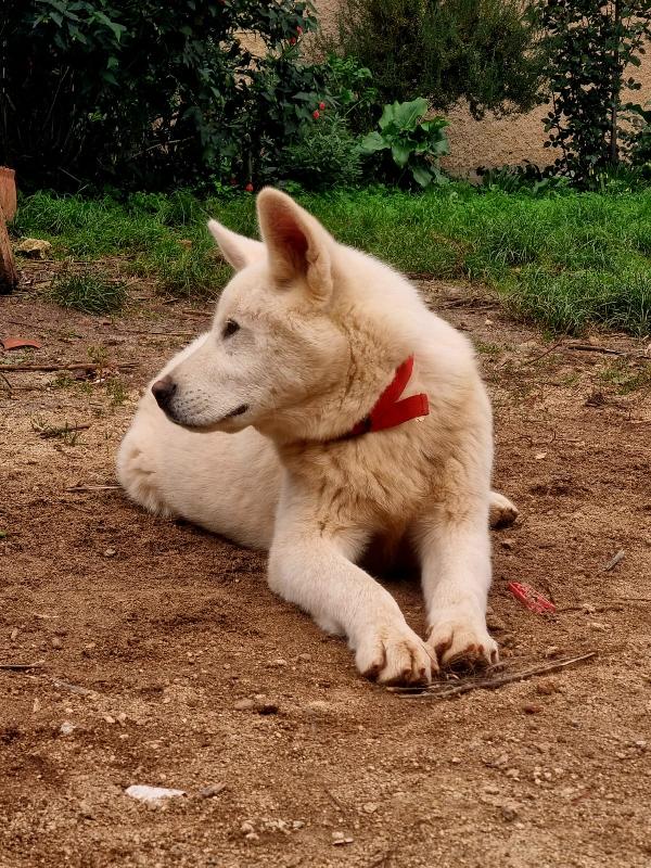 ✨ ❤️Hiro splendido cagnolone cerca famiglia 🏠✨  Foto 5